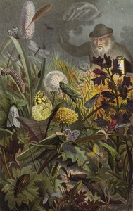 Nocturnal Activity of Insects by European School